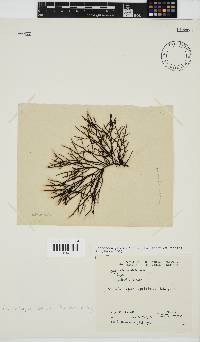 Phacelocarpus tortuosus image