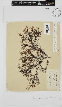 Phacelocarpus tortuosus image