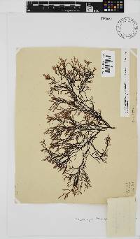 Phacelocarpus tortuosus image
