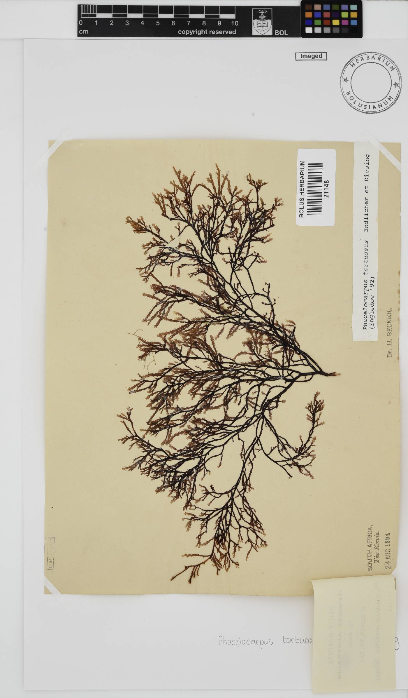 Phacelocarpus tortuosus image