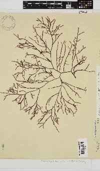 Phacelocarpus tortuosus image