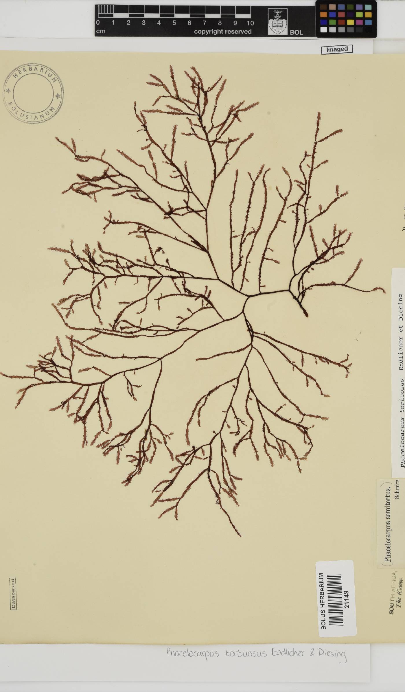 Phacelocarpus image