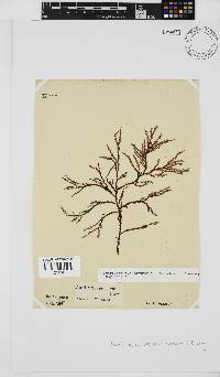 Phacelocarpus tortuosus image