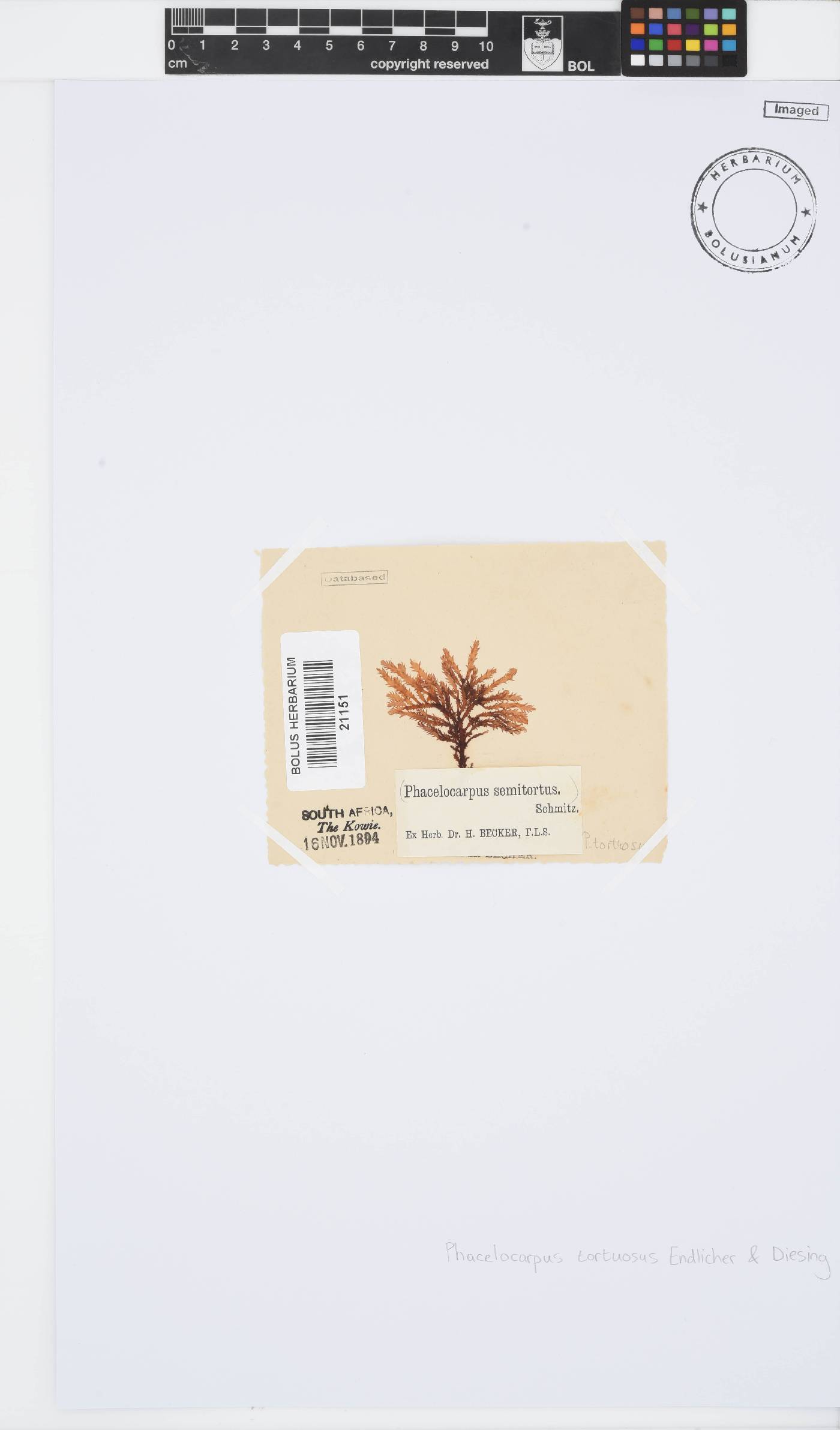 Phacelocarpus image