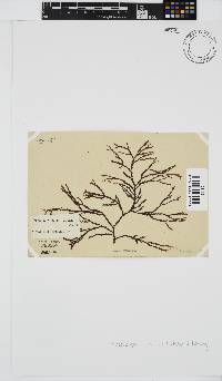 Phacelocarpus tortuosus image