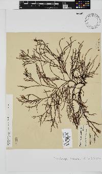 Phacelocarpus tortuosus image