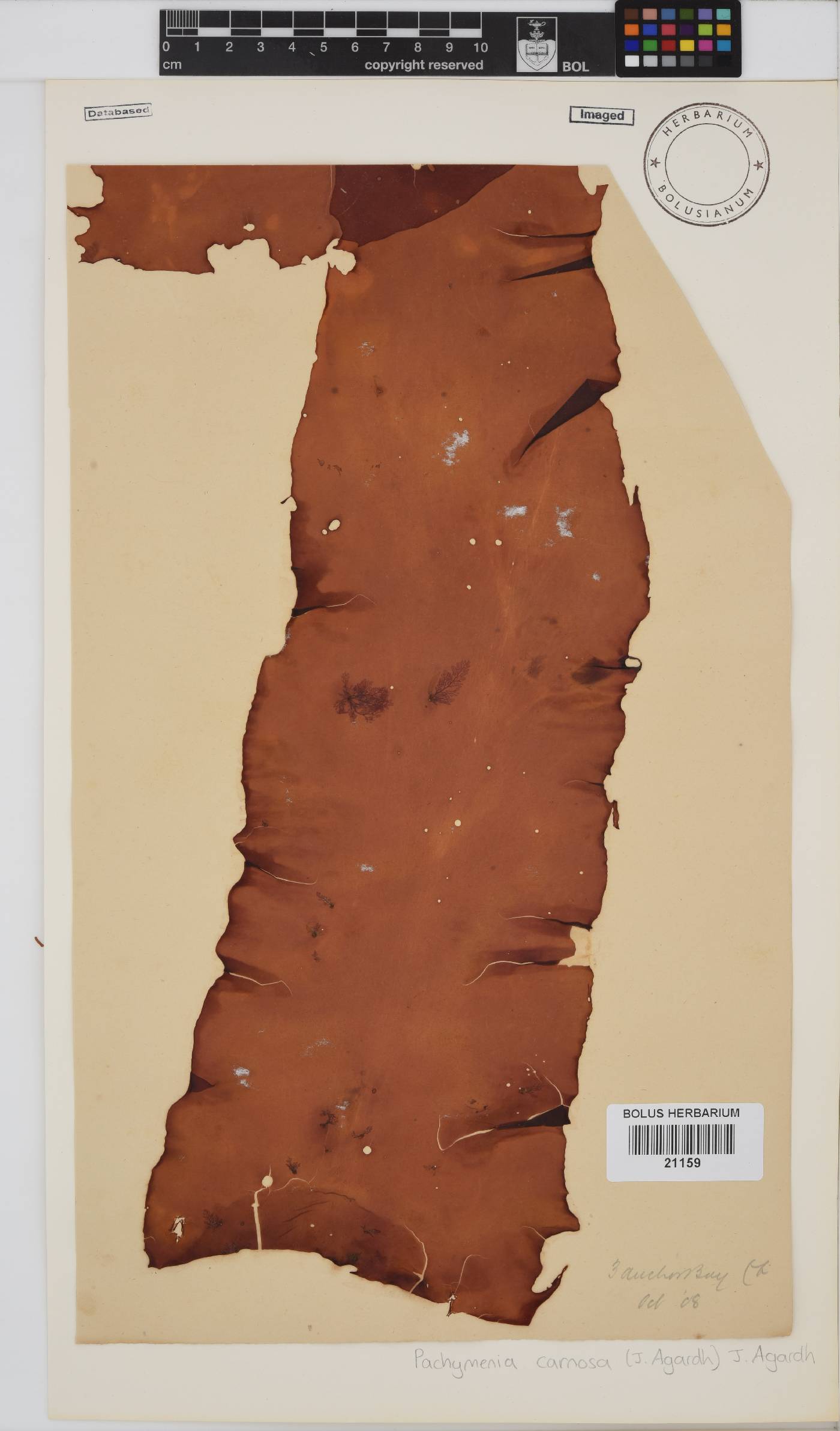 Pachymenia image