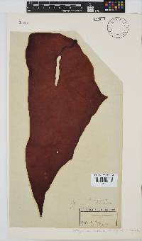 Pachymenia carnosa image