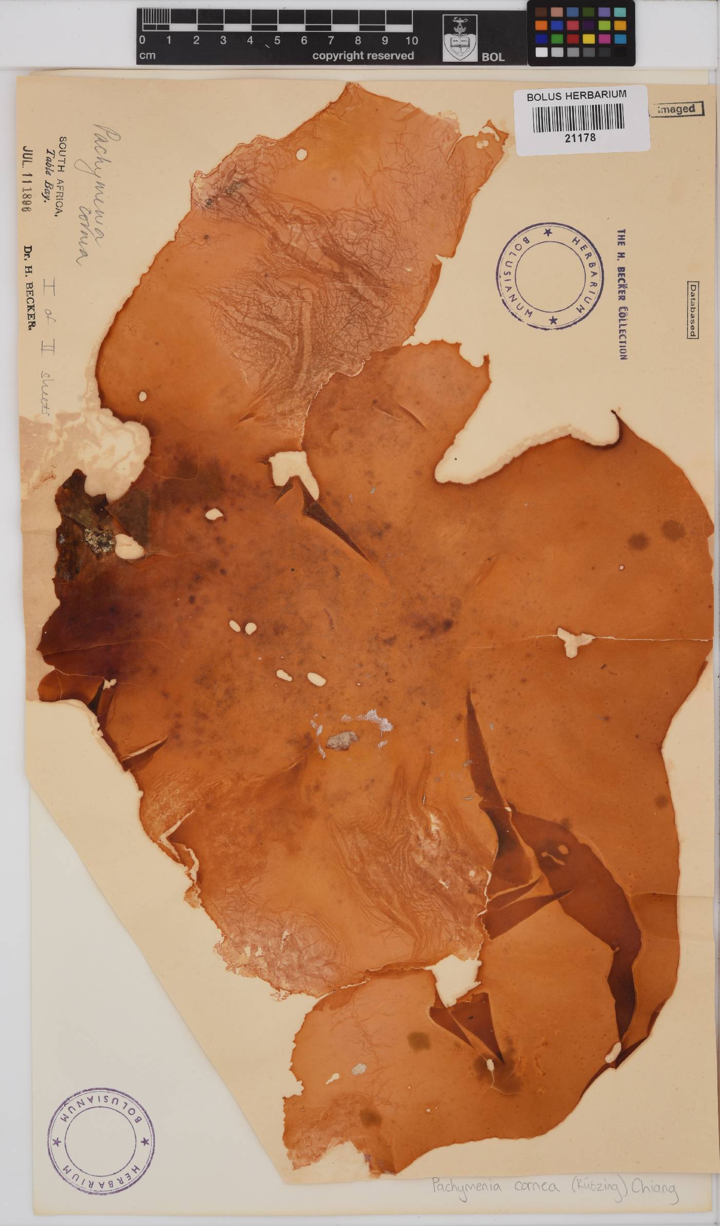 Pachymenia image
