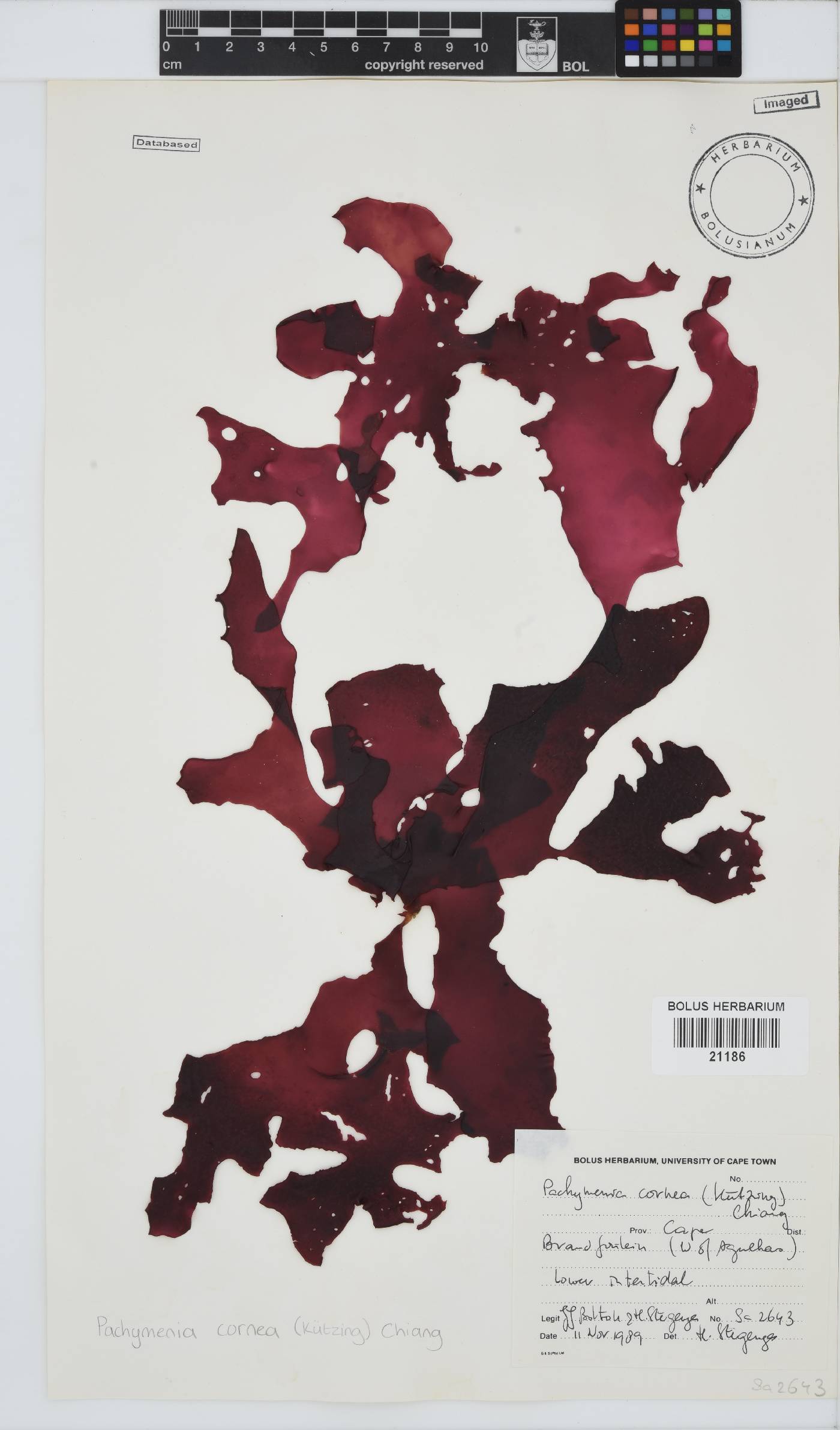 Pachymenia cornea image