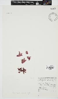 Image of Papenfussia minuta
