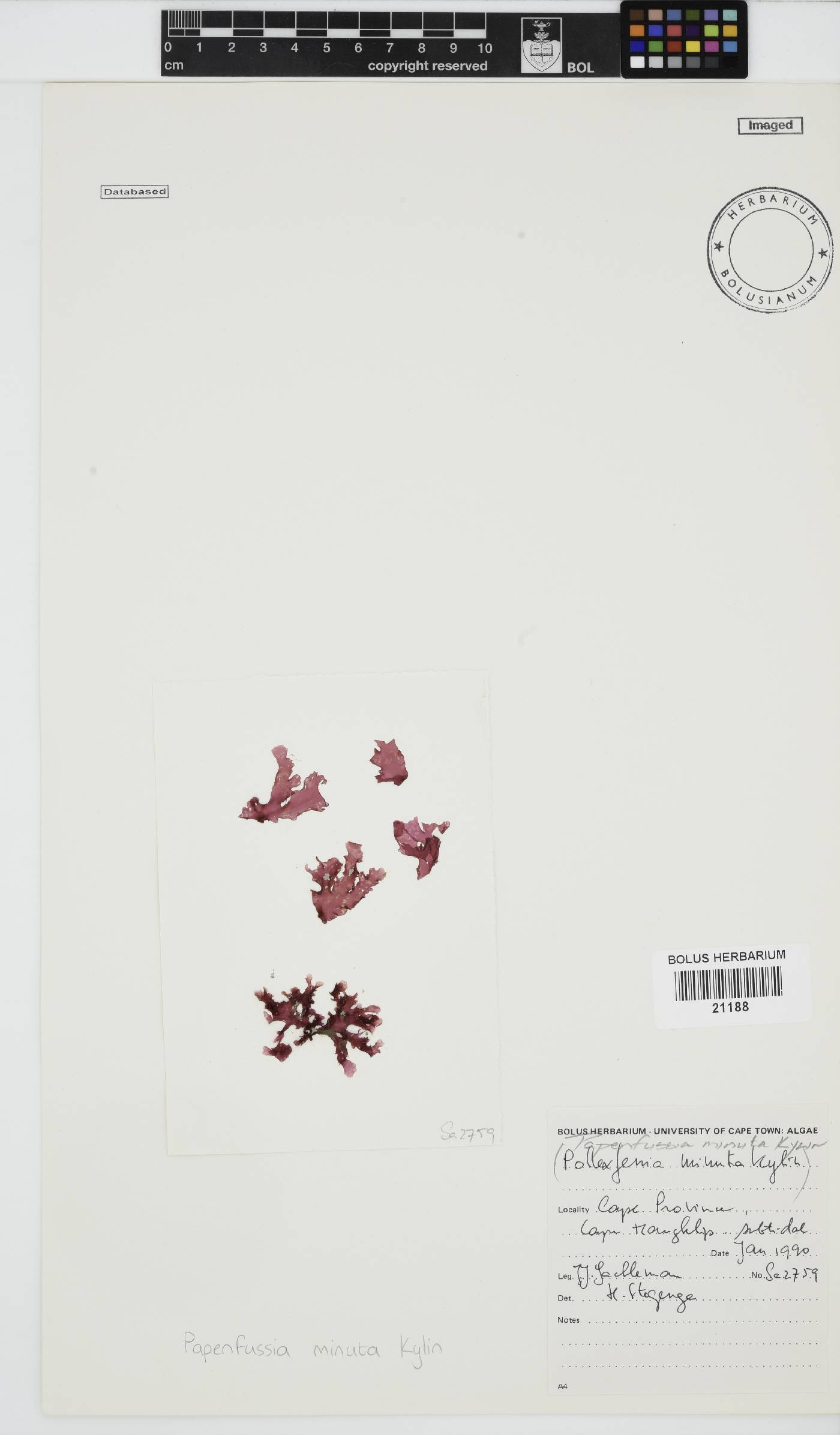 Papenfussia minuta image