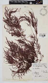 Perischelia glomulifera image