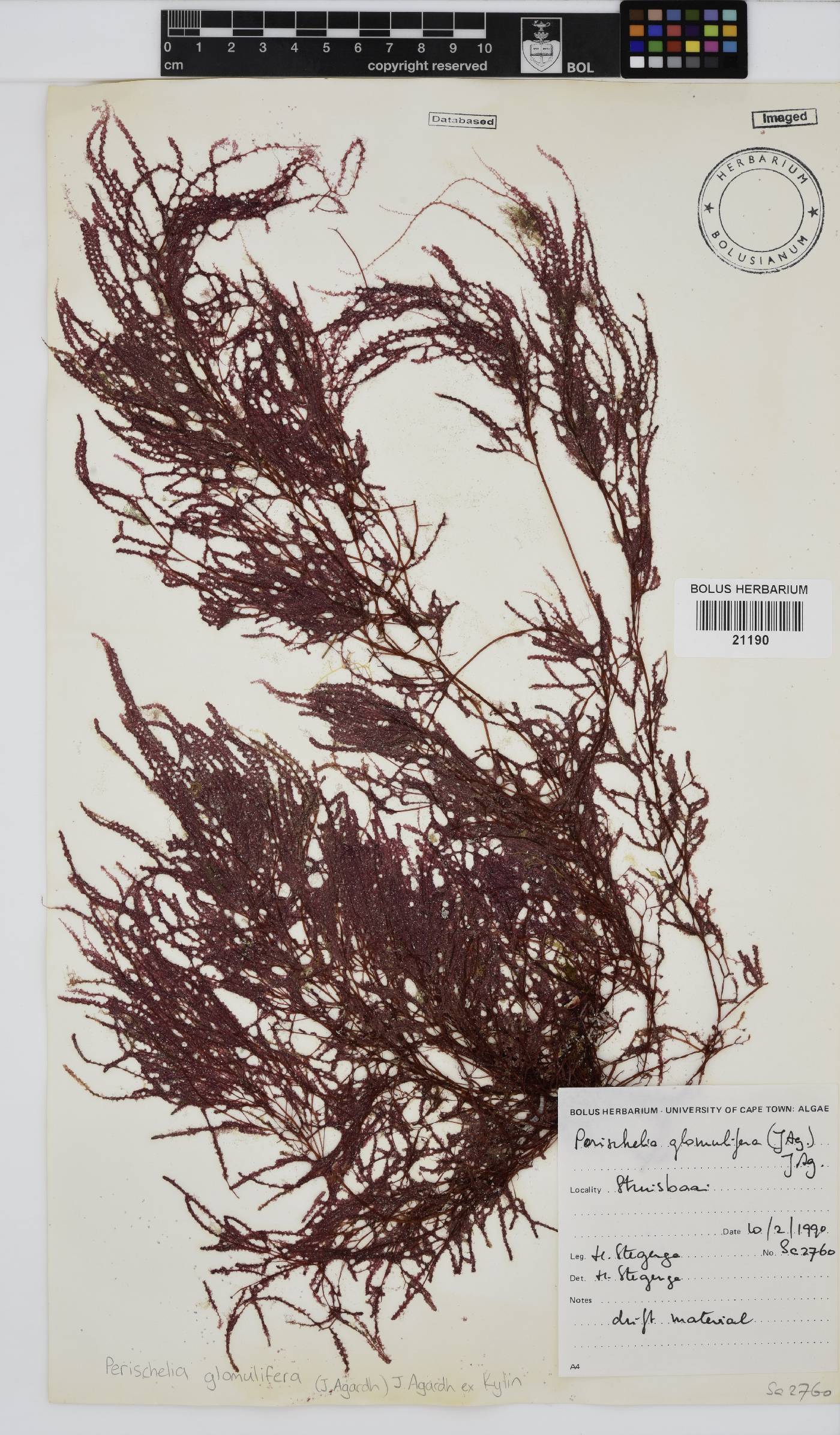 Perischelia glomulifera image
