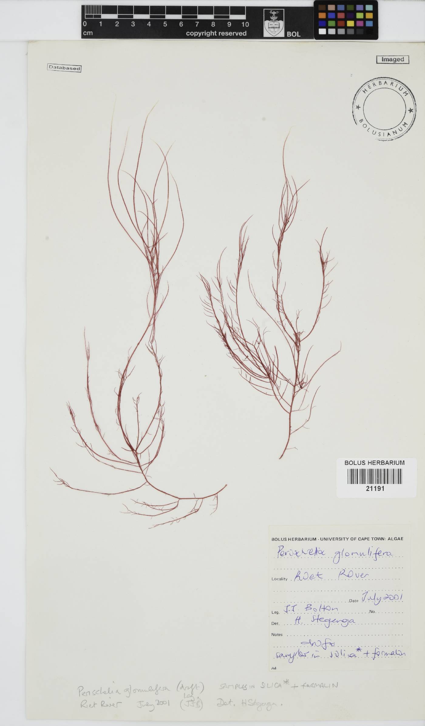 Perischelia image