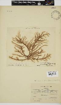 Perischelia glomulifera image