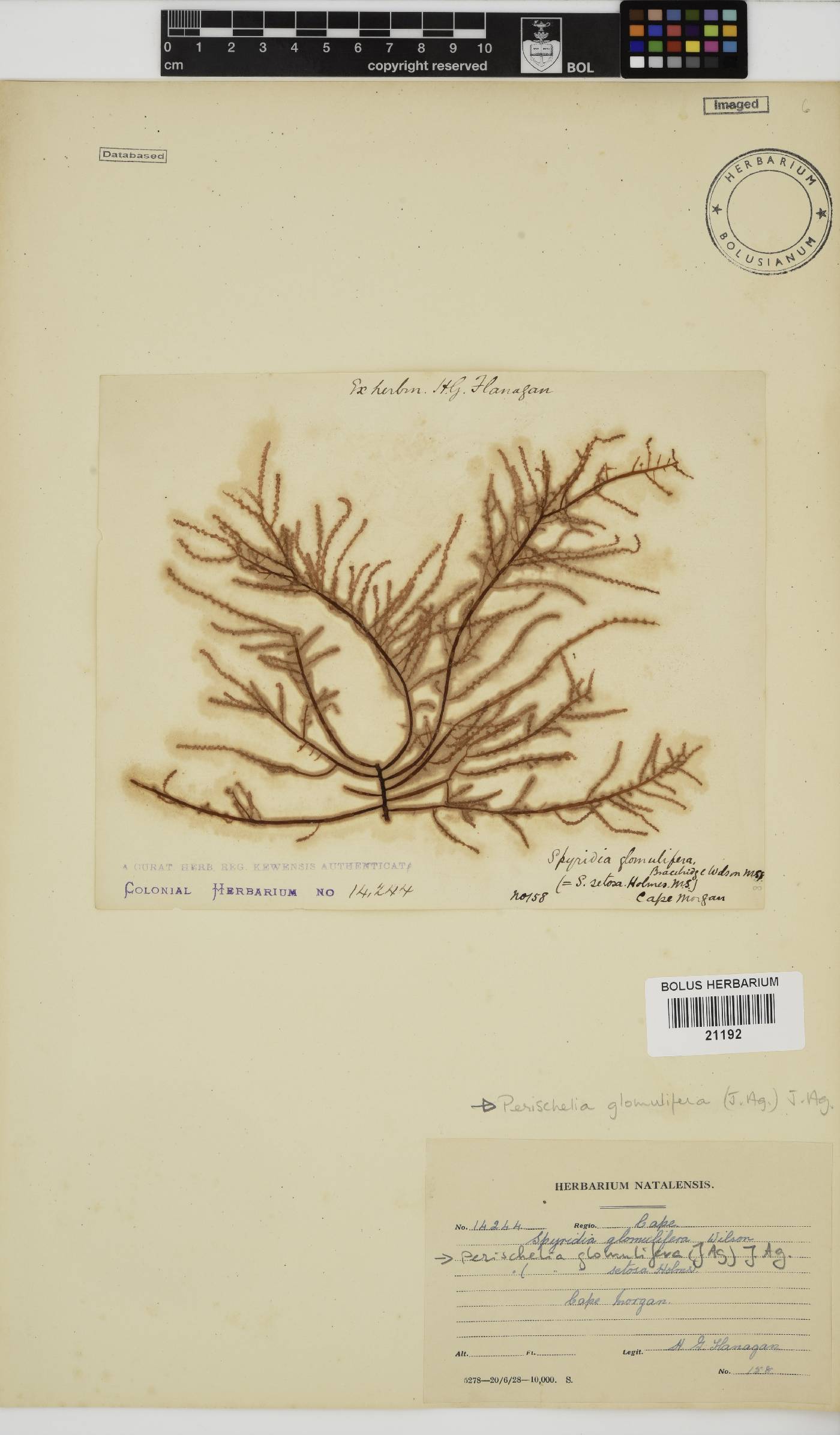 Ceramiaceae image