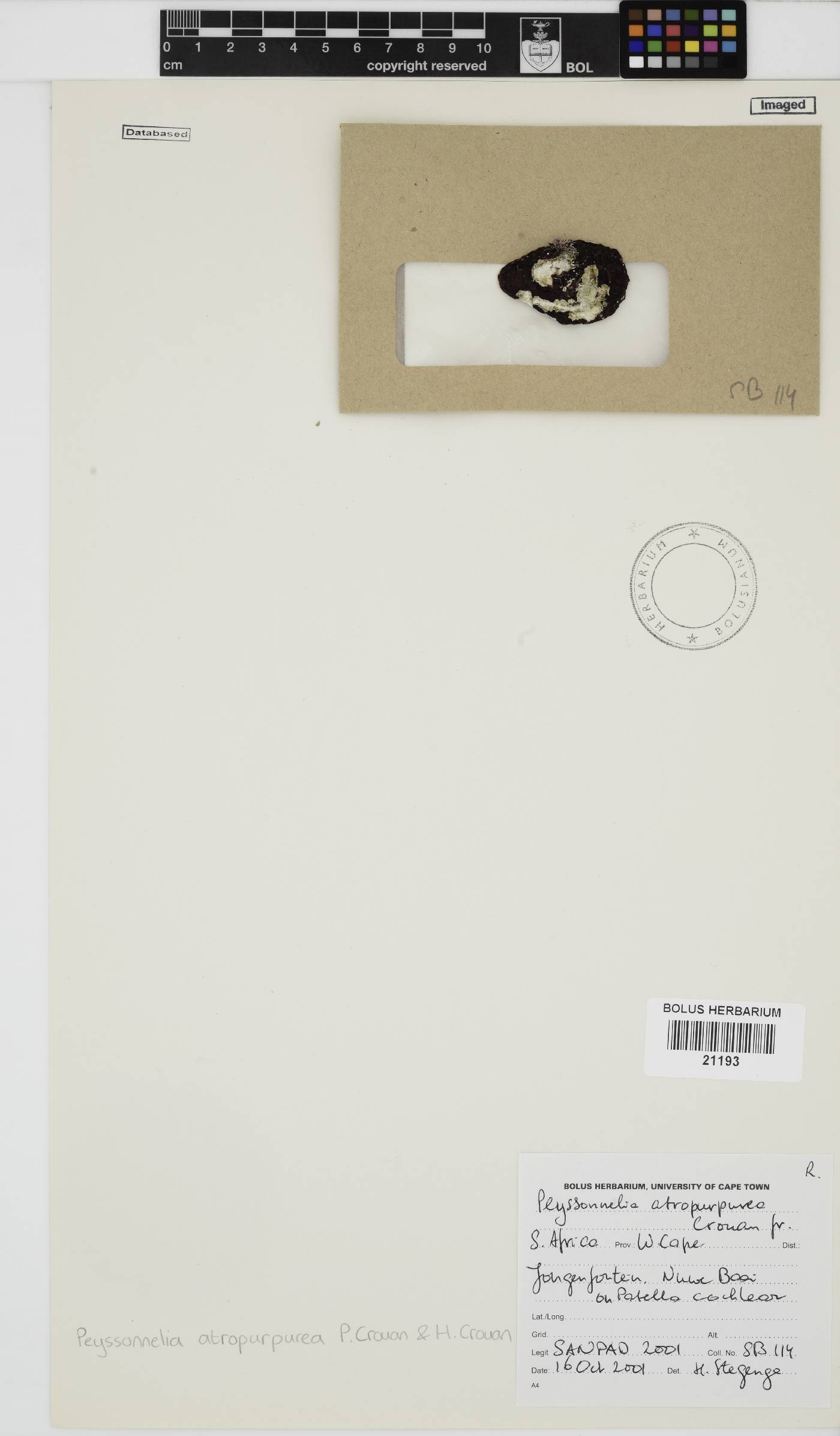 Olokunia atropurpurea image