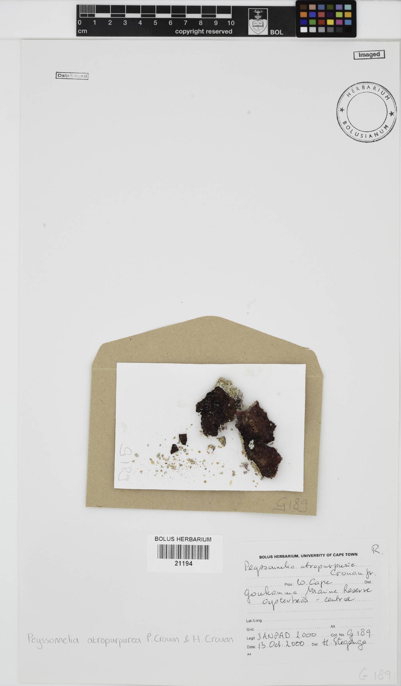 Olokunia atropurpurea image