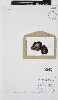 Olokunia atropurpurea image