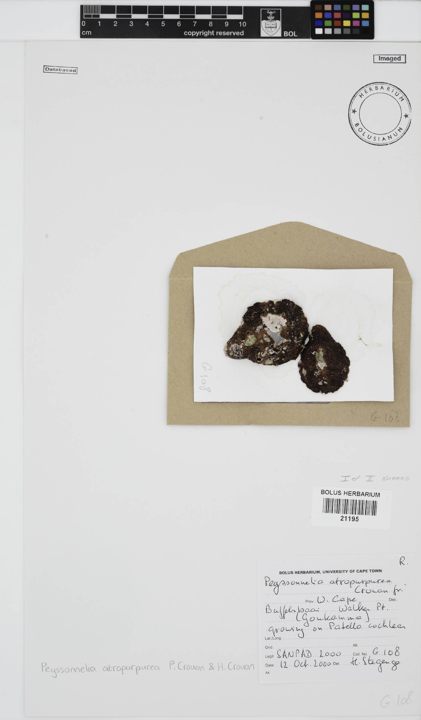 Olokunia atropurpurea image