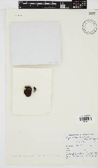 Olokunia atropurpurea image