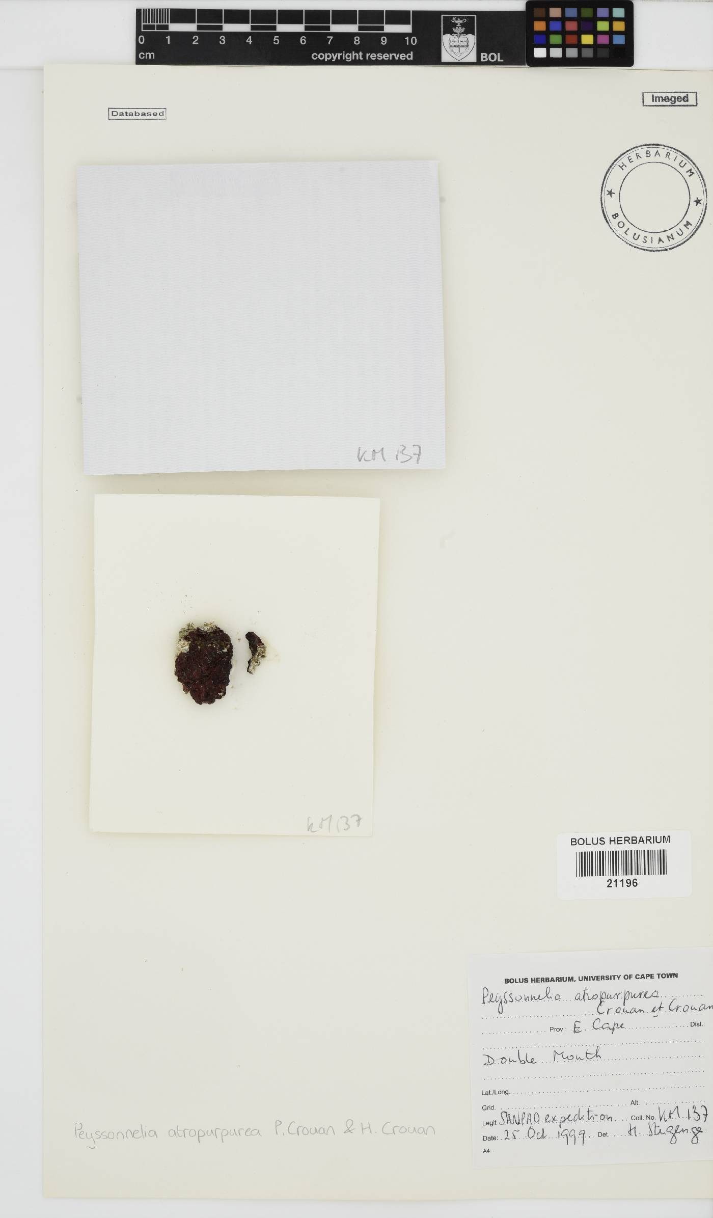 Olokunia atropurpurea image