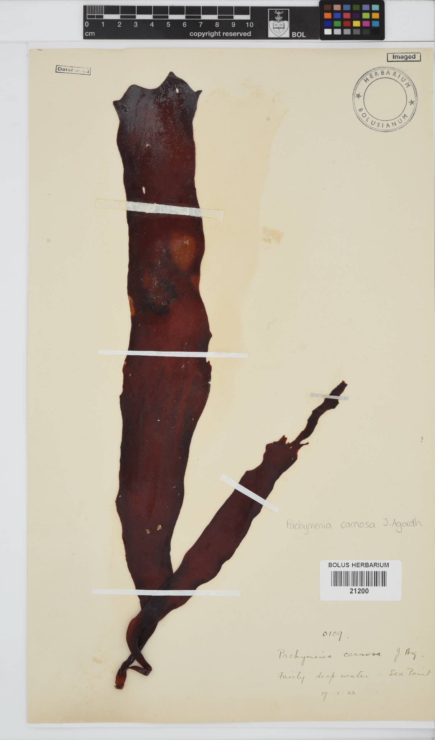 Pachymenia image