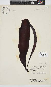 Pachymenia carnosa image