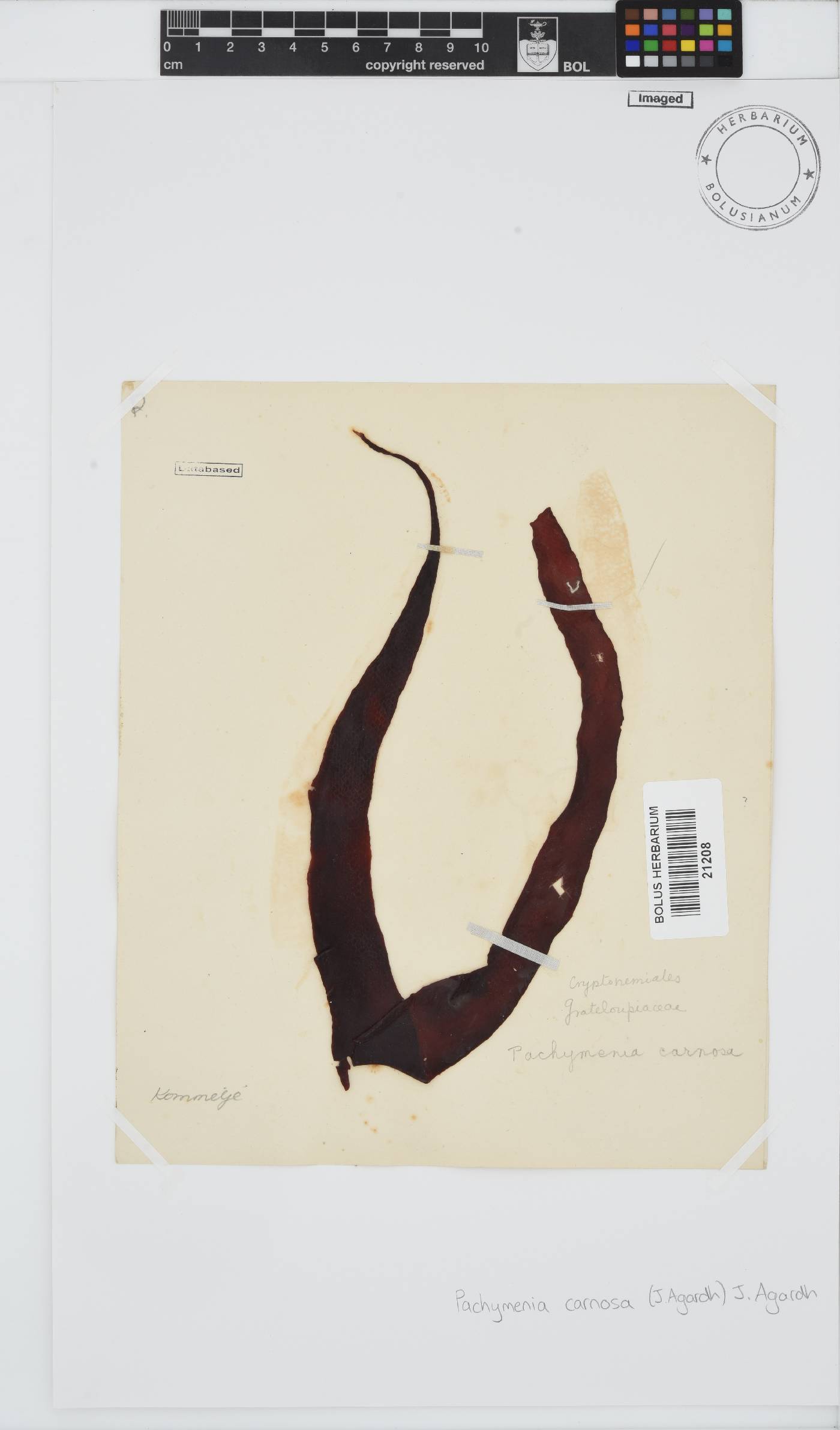 Pachymenia carnosa image