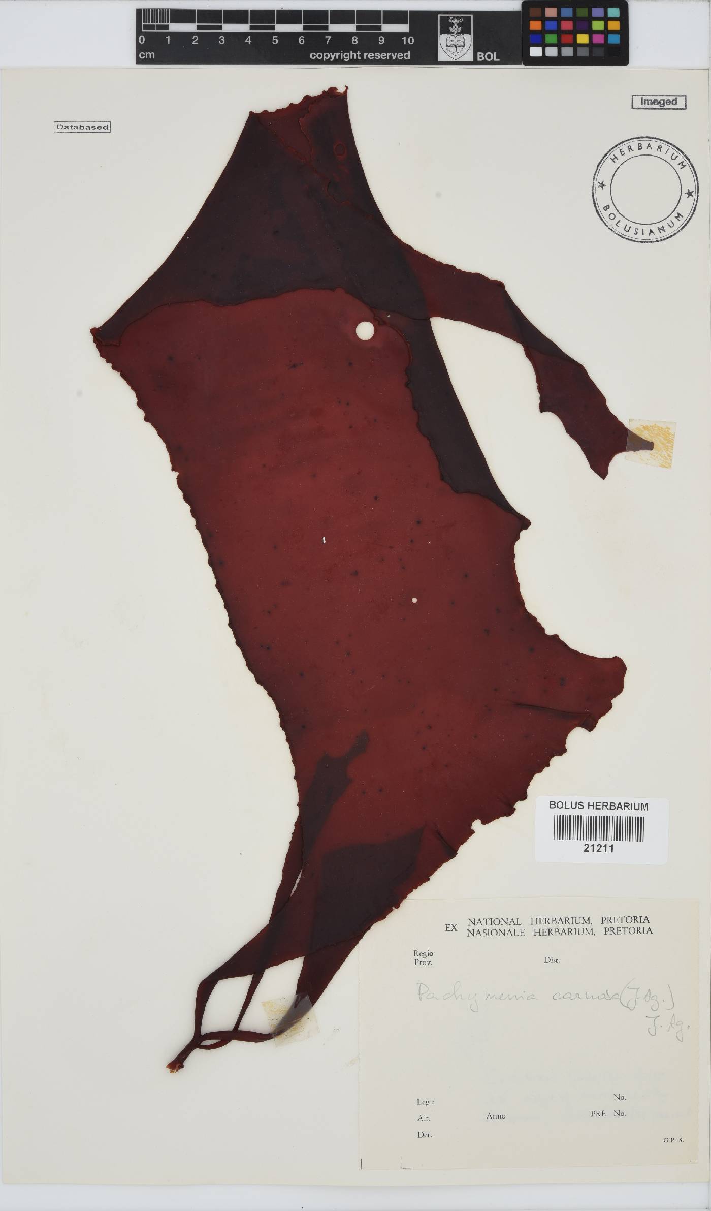 Pachymenia carnosa image