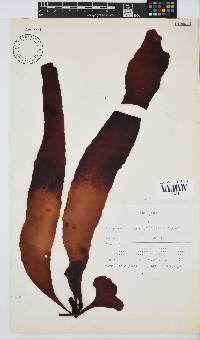 Pachymenia carnosa image