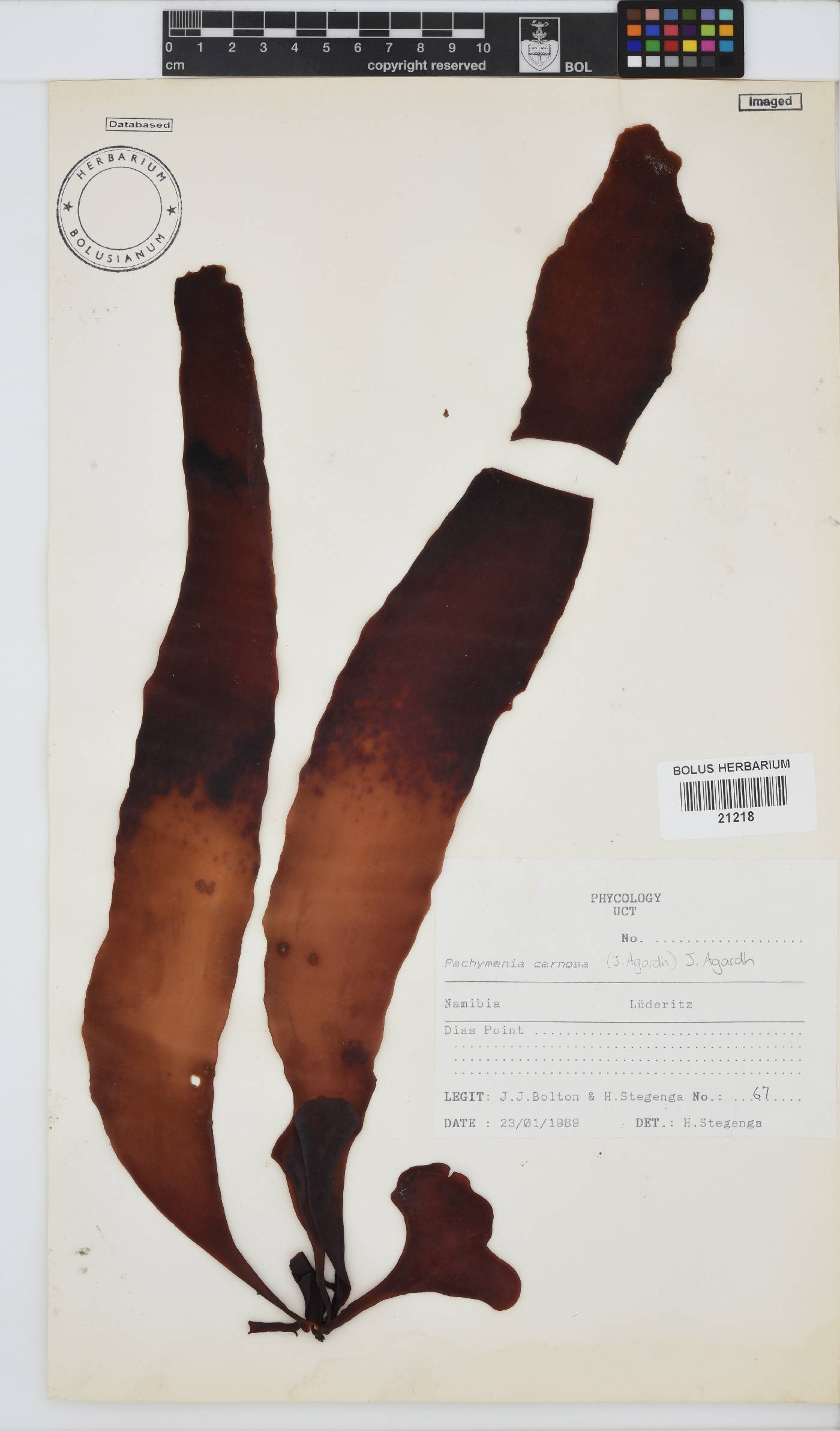 Pachymenia carnosa image