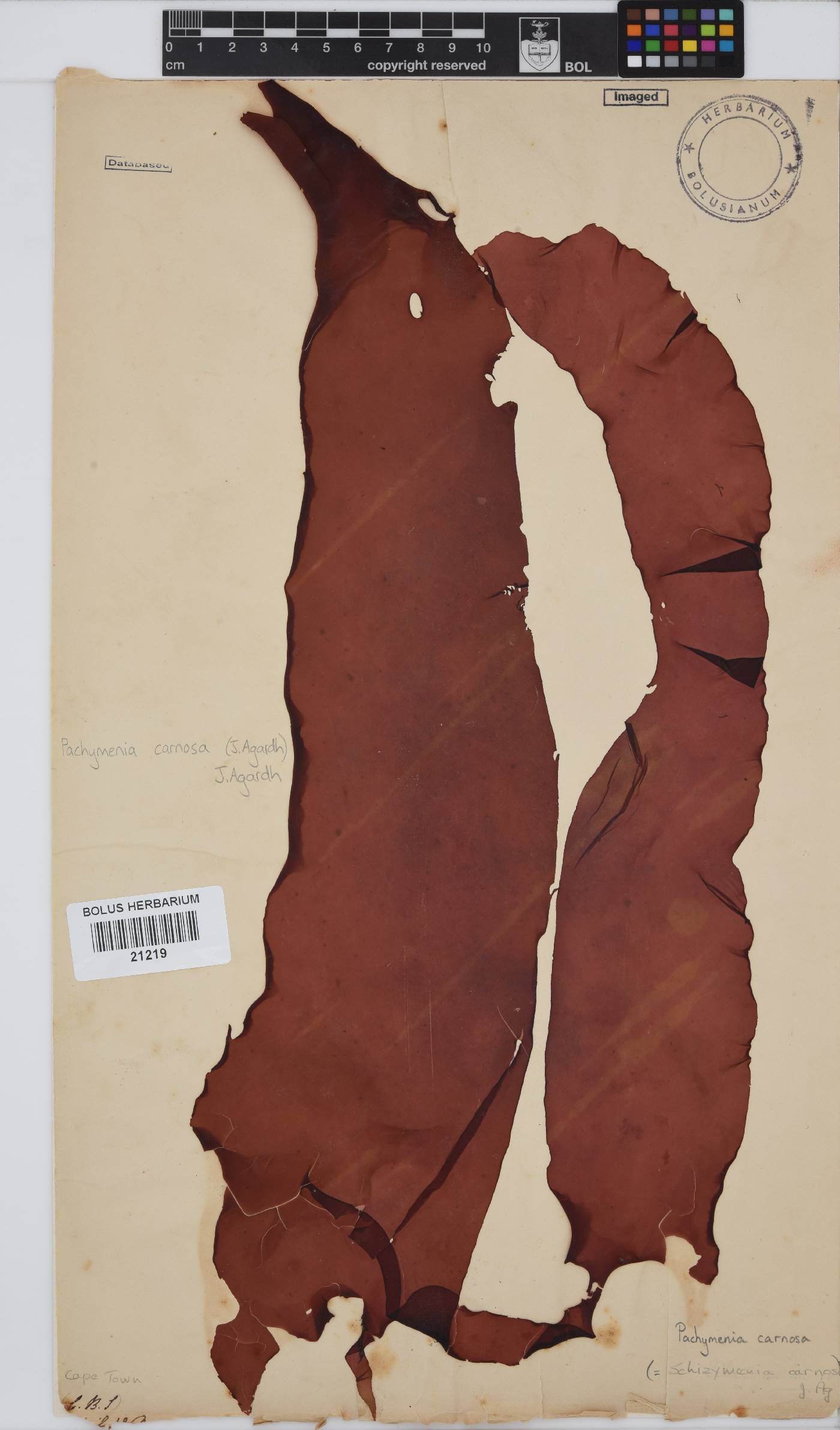 Pachymenia carnosa image