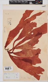 Pachymenia carnosa image