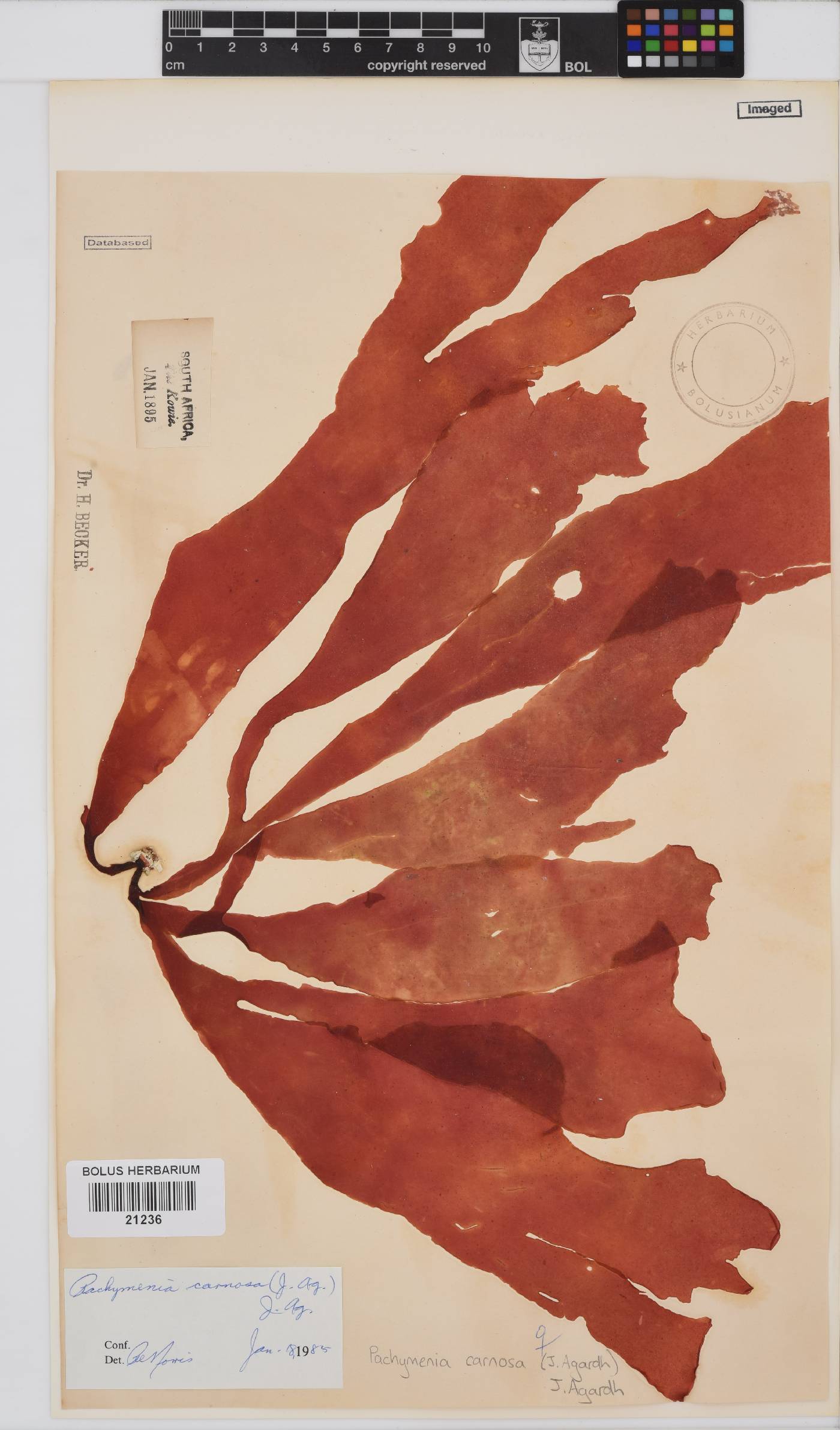 Pachymenia carnosa image