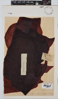 Pachymenia carnosa image
