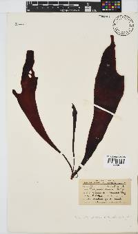 Pachymenia carnosa image