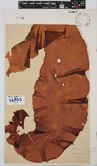 Pachymenia carnosa image