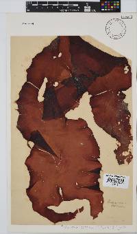 Pachymenia carnosa image