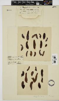 Image of Nothogenia ovalis