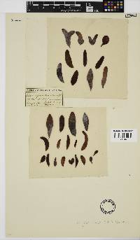 Nothogenia ovalis image