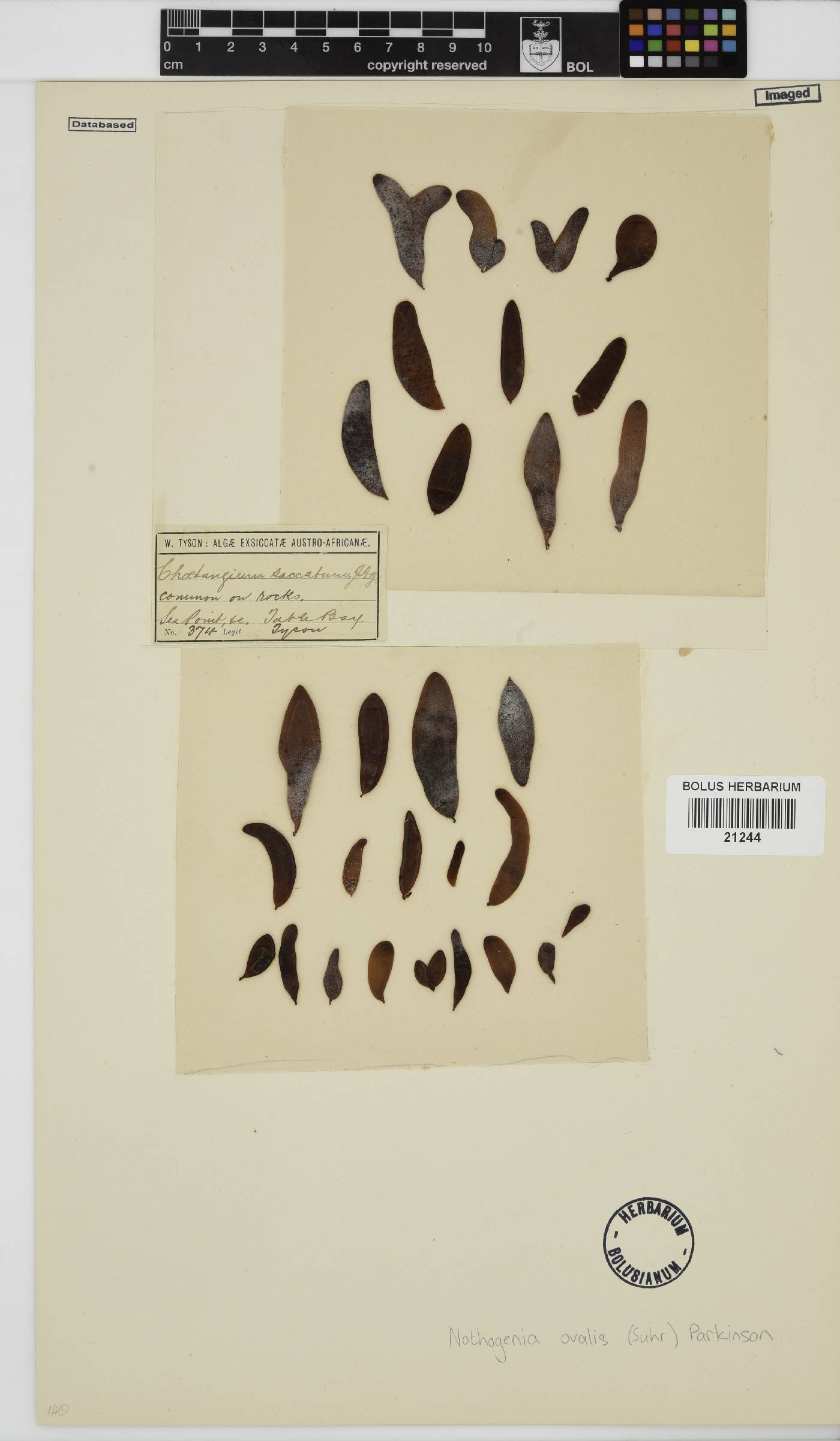 Nothogenia image