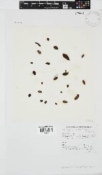 Nothogenia ovalis image