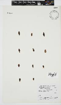 Nothogenia ovalis image