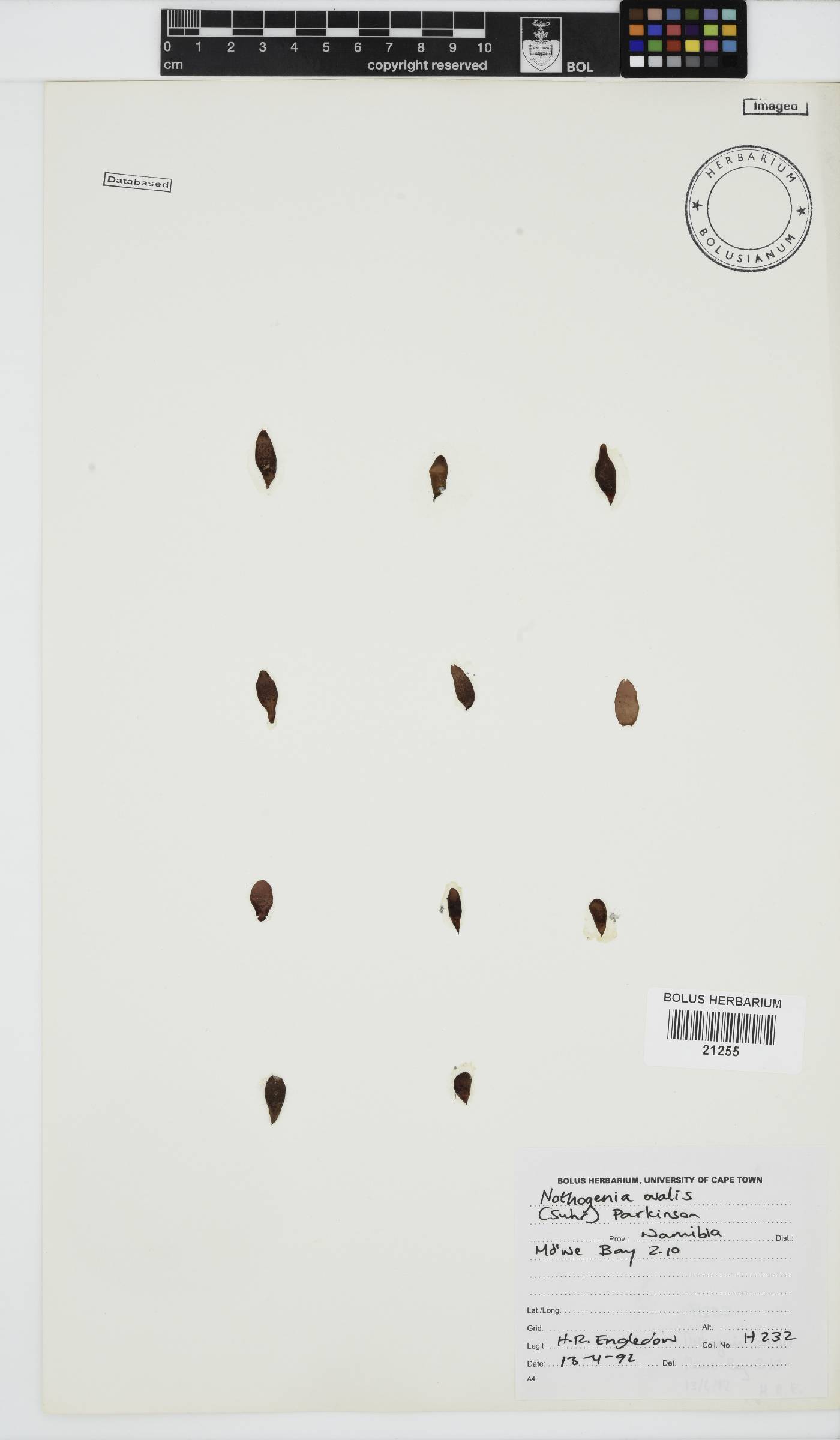 Nothogenia ovalis image