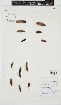 Nothogenia ovalis image