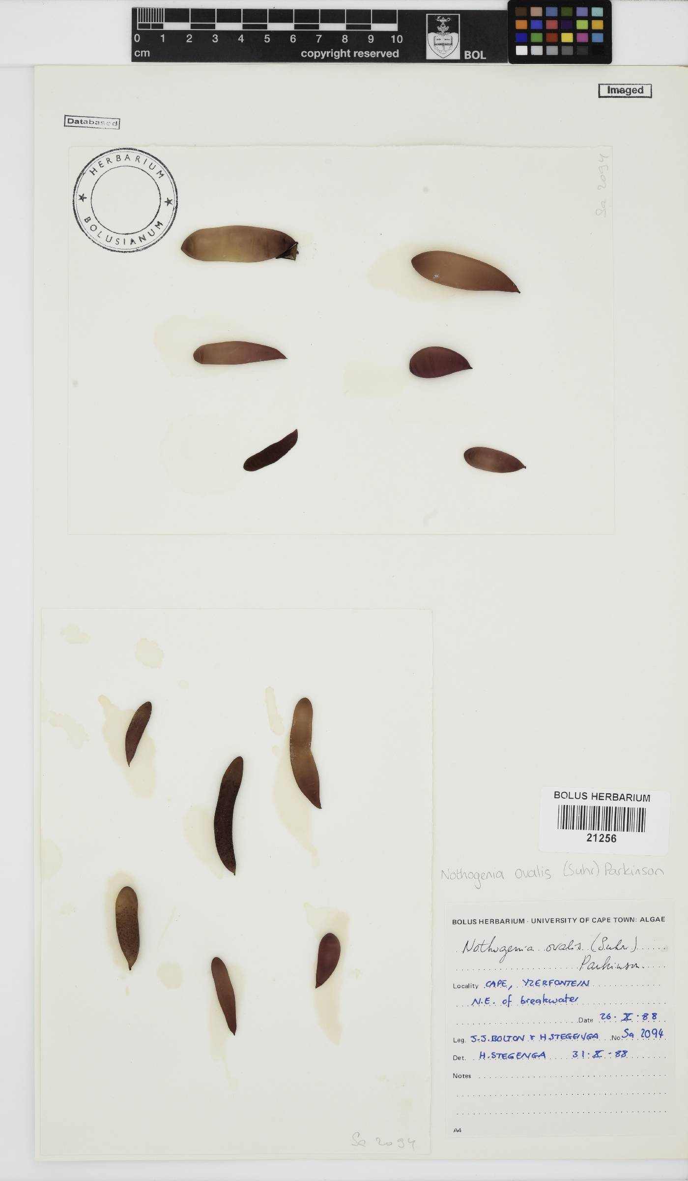 Nothogenia ovalis image
