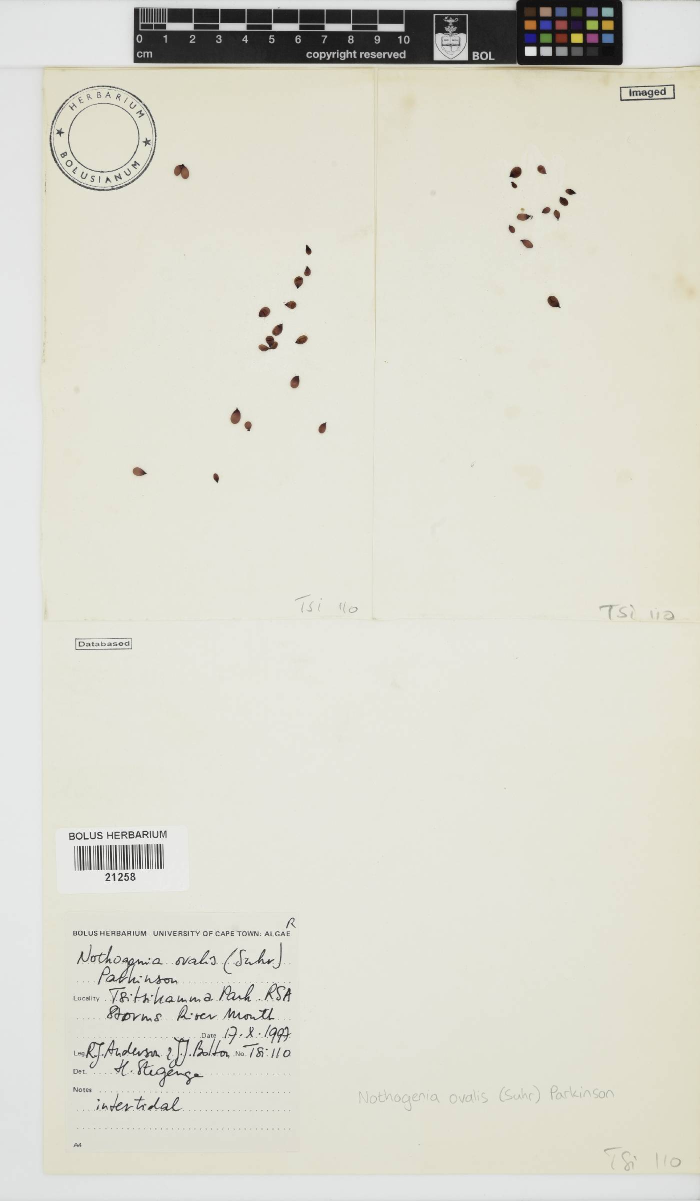 Nothogenia ovalis image