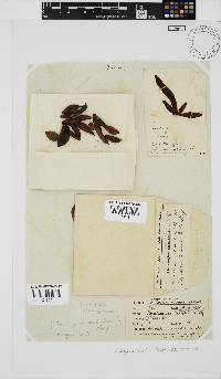 Nothogenia ovalis image